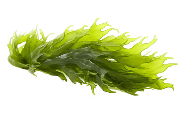 Isolated Seaweed on a Transparent Background. Generative AI - obrazy, fototapety, plakaty
