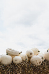 A lot of white pumpkins at farmers market. Pumpkins background