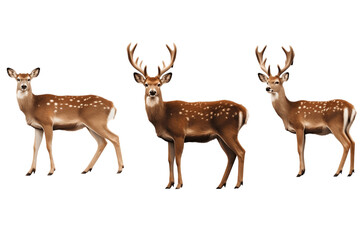 Isolated Set of Deer on a Transparent Background. Generative AI