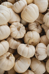 Lots of white pumpkins. Autumn fall seasonal pattern composition