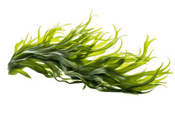 Isolated Seaweed on a Transparent Background. Generative AI - obrazy, fototapety, plakaty