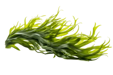 Poster Isolated Seaweed on a Transparent Background. Generative AI © Haider