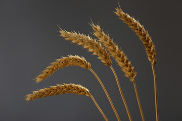 ears of wheat on a dark background - 624708294