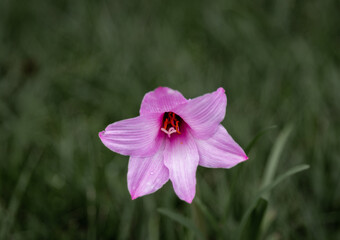 Centrally Enchanting: Purple Copper Lily in Full Bloom