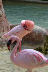 NICOTTERO ROSA, PINK FLAMINGO