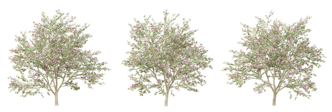 Bauhinia variegata tree on transparent background, png plant, 3d render illustration.