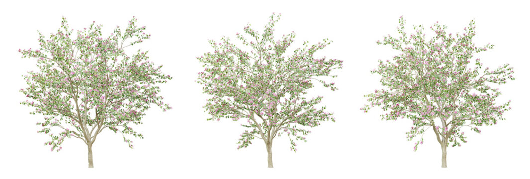 Bauhinia variegata tree on transparent background, png plant, 3d render illustration.
