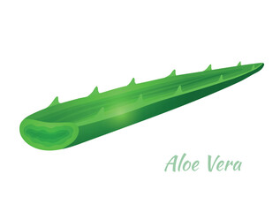 Green Aloe Vera slice isolated on white background. Vector illustration in cartoon flat style. 
