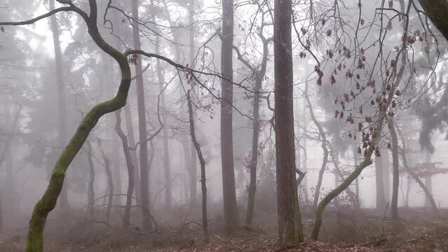 mysterious foggy autumnal landscape with trees in a forest, blurred background, mysterious place, mystical concept, getting lost in poor visibility, natural phenomenon, video for horror movie