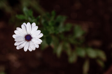Contrasting Elegance: White Flower with Purple Center and Rain-Kissed Drops