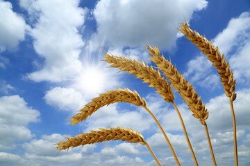 ears of wheat on sky - 624714002