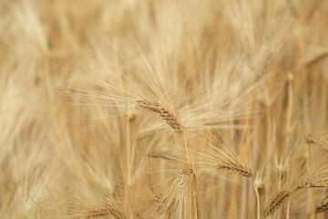 golden wheat field - 624714440