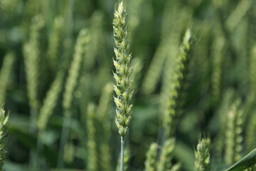 green wheat field - 624714878