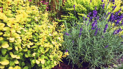 Rockery Garden with Colourful Plants Close Up.