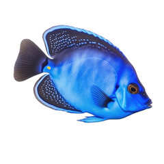 Blue tang fish (ocean marine animal) isolated on transparent background cutout