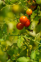 自家栽培のプチトマト