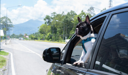 Dog enjoying from traveling by car. Black and white French bulldog looking through window on road.