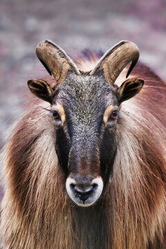 Himalaya Tahr