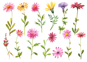 Watercolor flowers. Multi-colored chrysanthemums separately on a white background