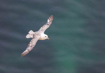 Fulmar in flight