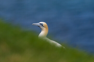 Gannet