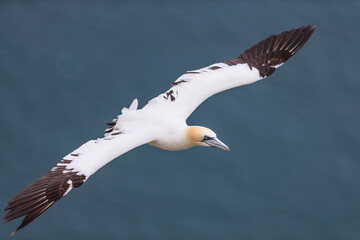 Northern gannet