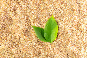 Two leaf on sand beach top view well free space for text season background.
