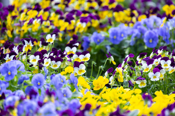 Viola tricolor, colorful decorative flowers growing in a garden