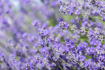 Lavender in bloom, natural macro photo background with selective focus