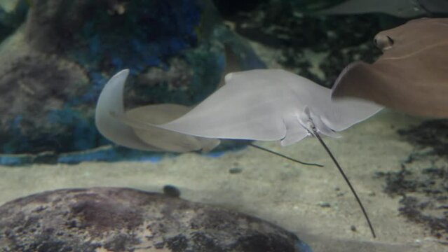 Stingray's swimming together at an aquarium viewing underwater.