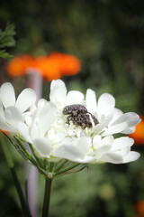Flowers, Nature, close up, macro - Beetle
