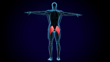 Obraz premium human gluteus maximus muscle anatomy system. 3d illustration