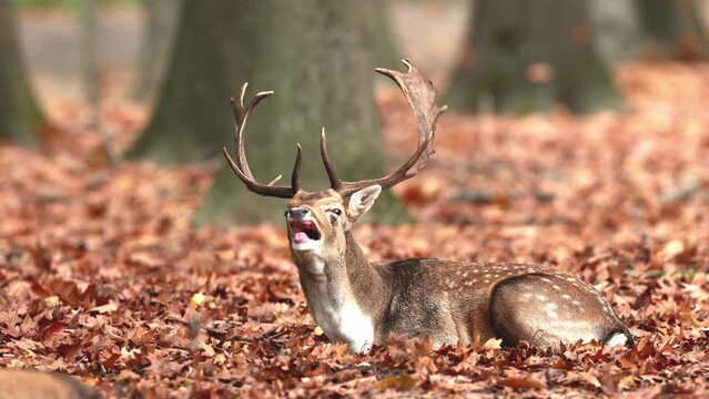 Fallow deer (Dama dama), Germany, Europe