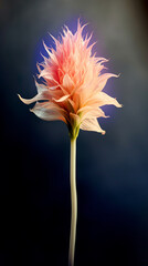 Professional closeup of rainbow flower against grey background