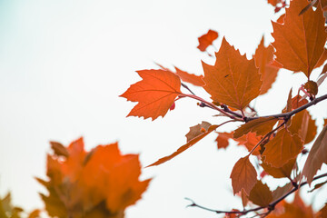 Naklejka na ściany i meble Soft selective focus autumnal brown and orange foliage photo. Fall Momiji season. Grey cloudy sky. Copy space. 