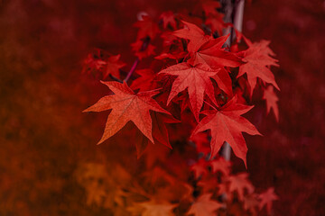 Momiji season scenery with copy space. Autumn red maple trees leaves background. admiring the autumn red and orange leaves.