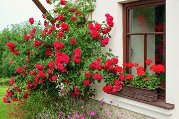 Fototapeta na wymiar Summer garden scene. House windows with geranium flowers and bloonming roses - climbers or ramblers