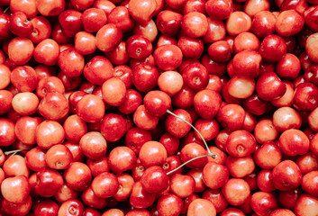 Whole full background red berries  pattern. Farmers market box of fresh pink red cherries.