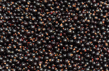 Summer fresh berries whole background. Sweet ripe blackcurrant. Tasty ready to eat currant berry.