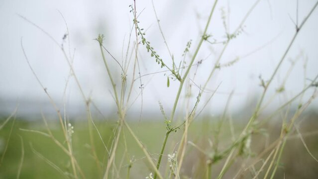 Close-up of grass in The Netherlands 