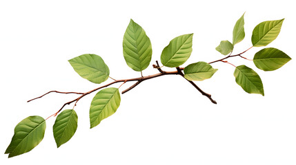 Naklejka na ściany i meble Branch with leaves isolated on white background