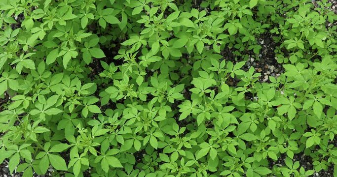 Tick weed. Asian spiderflower.