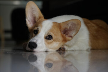 a white corgi dog looking at you