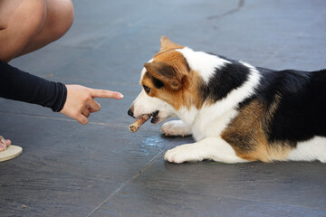 a tricolour corgi dog holding a bone looking at the index finger of a woman