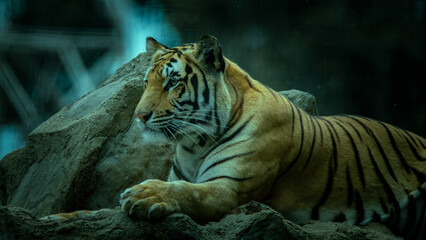 tiger in the zoo