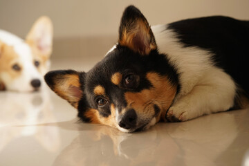 black-head corgi during golden hours lying on the floor in front of another white corgi