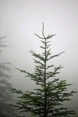 Arbre nature brume montagne sapin