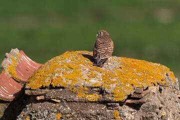Faucon crécerellette,.Falco naumanni, Lesser Kestrel