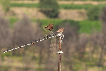 Faucon crécerellette,.Falco naumanni, Lesser Kestrel