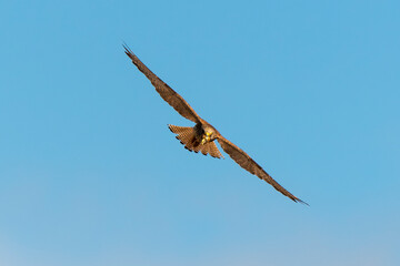Faucon crécerellette,.Falco naumanni, Lesser Kestrel